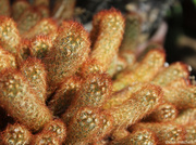 27th Mar 2013 - Golden lace cactus 