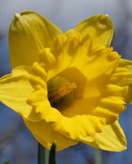 30th Mar 2013 - EASTER YELLOW