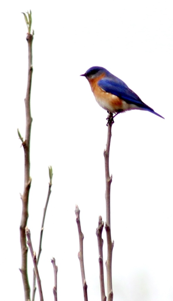 Eastern Bluebird by darylo