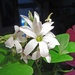 Bláithín Éireannach (little Irish flower) by tanda
