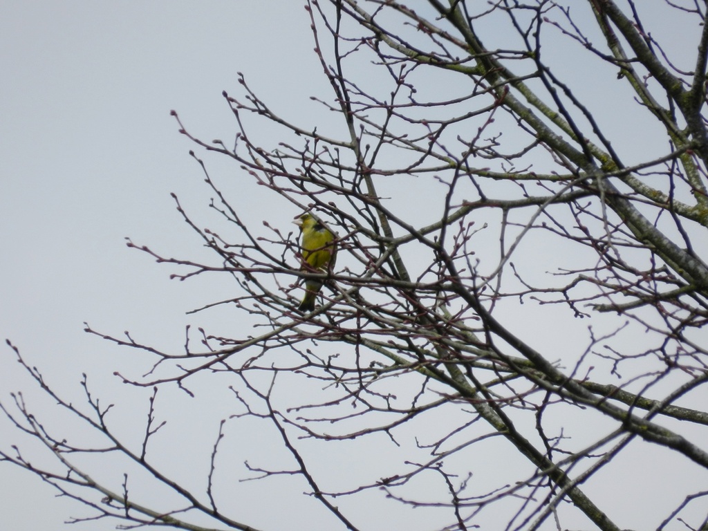 greenfinch by roachling