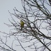 greenfinch by roachling