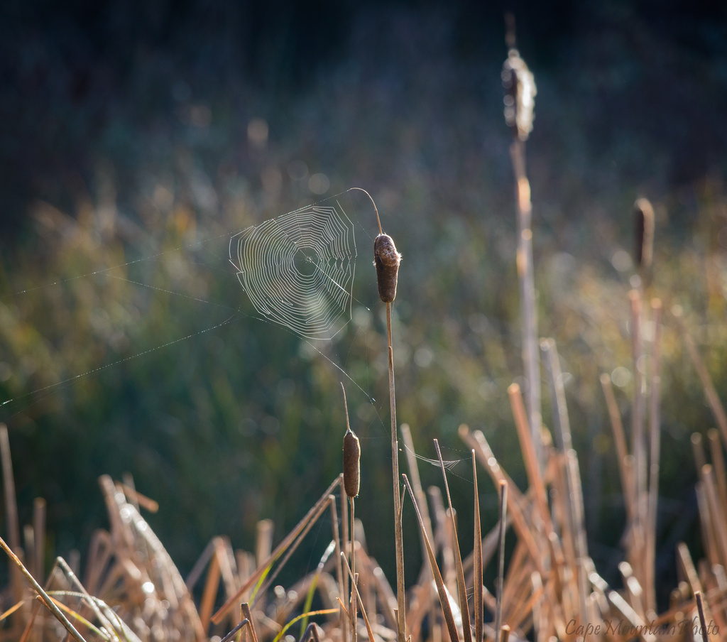 Spider Web and Cat Tails  by jgpittenger