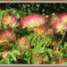 Albizzia julibrissin by kiwiflora