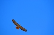 30th Mar 2013 - Red Tailed Hawk