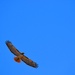 Red Tailed Hawk by mariaostrowski