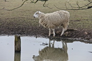 30th Mar 2013 - All We Like Sheep Have Gone Astray