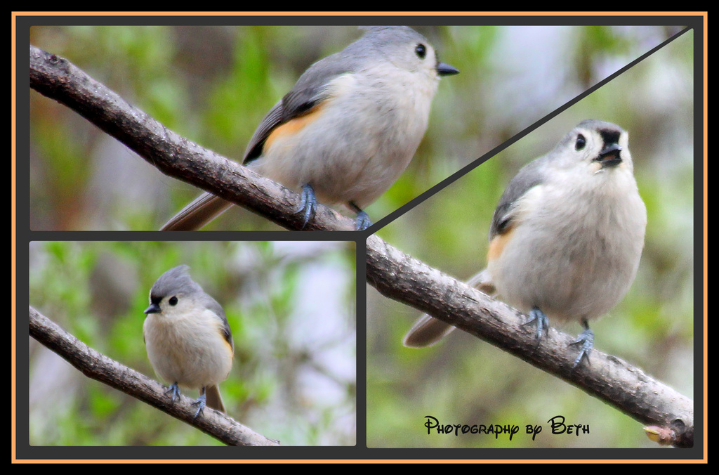 Collage of Tuffed Titmouse by vernabeth