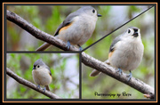 17th Mar 2013 - Collage of Tuffed Titmouse