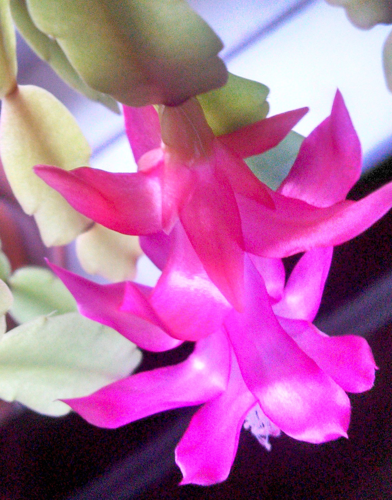 easter cactus 365-89 by lifepause