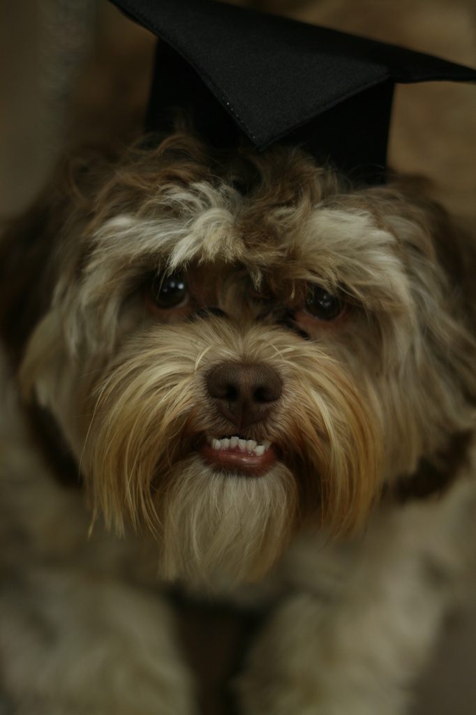 Gizmo the Graduate by kerristephens