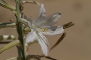 13th Mar 2013 - Desert Lily