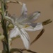 Desert Lily by robv