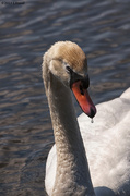 28th Mar 2013 - Spring Swan