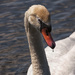 Spring Swan by lstasel
