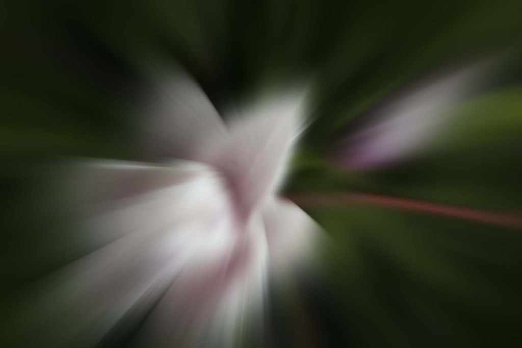 Flower Blur by pdulis