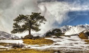 31st Mar 2013 - Lone Tree in the Wilderness