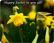 31st Mar 2013 - 31st March -  My Easter card to you all!!