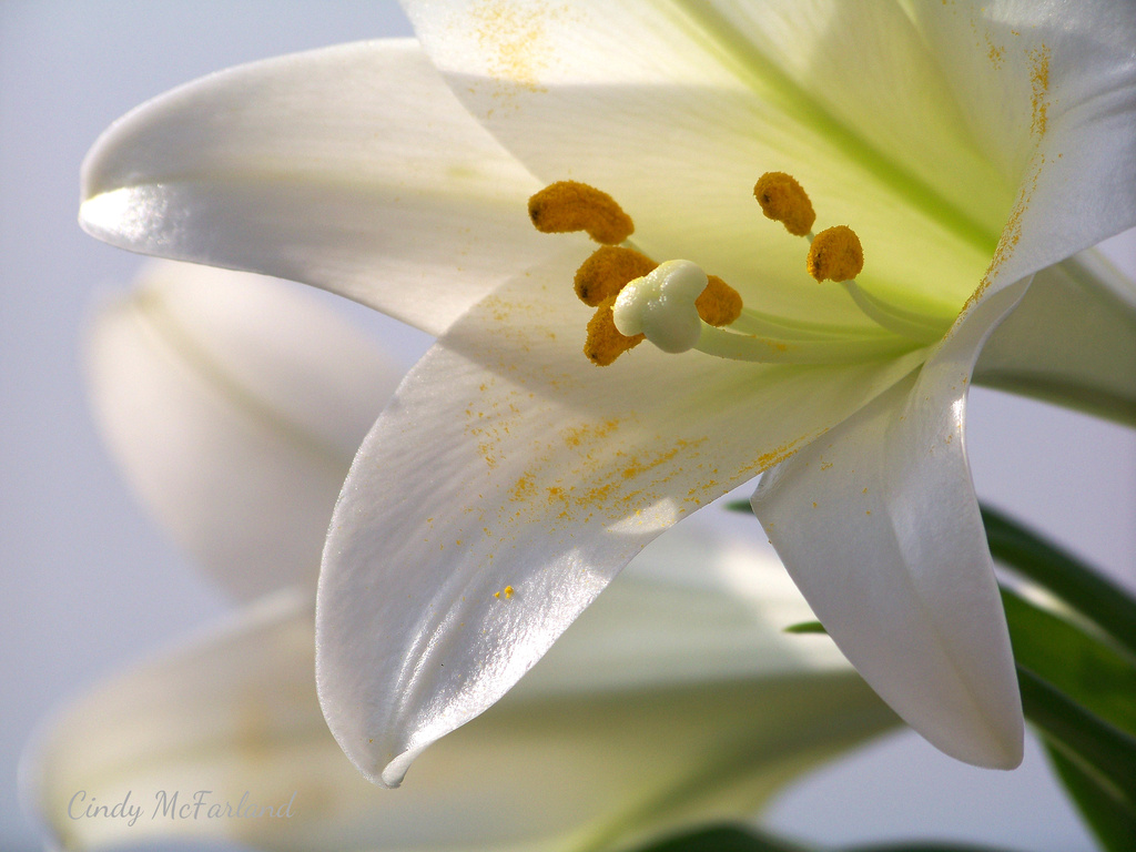 Easter Lily by cindymc