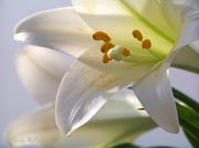 31st Mar 2013 - Easter Lily