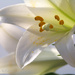 Easter Lily by cindymc