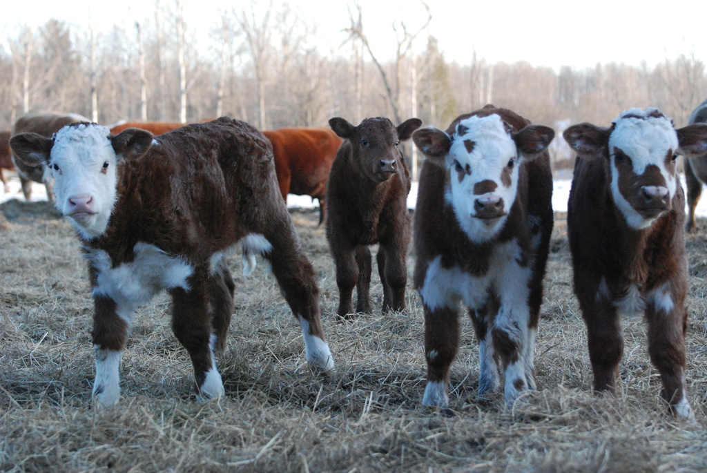 Calves by farmreporter