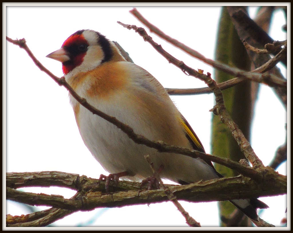 Goldfinch in Wood Lane by rosiekind