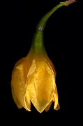 31st Mar 2013 - Weeping Daffodil.