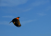 31st Mar 2013 - Red Winged Blackbird in Flight