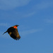 Red Winged Blackbird in Flight by jgpittenger