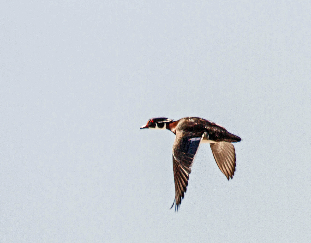wood duck in flight by tosee