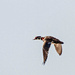 wood duck in flight by tosee