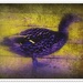 Purple duck by bruni