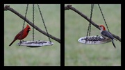 31st Mar 2013 - Red and Woody
