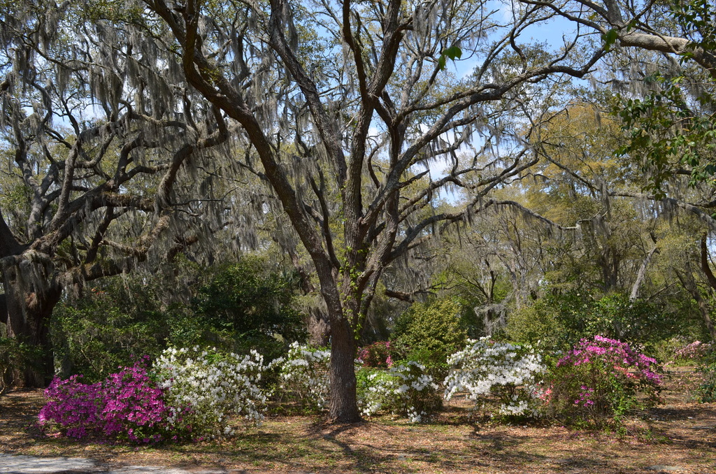 Live oak and azaleas, Charleston, SC by congaree