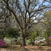 Live oak and azaleas, Charleston, SC by congaree