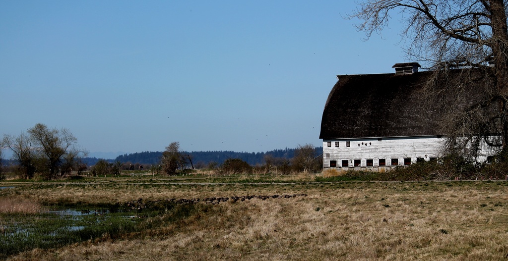Barn on the Nisqually Refuge by jankoos