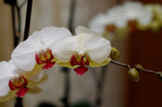 31st Mar 2013 - Orchid