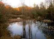 31st Mar 2013 - Spring Pond