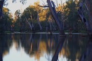 29th Mar 2013 - Ovens River