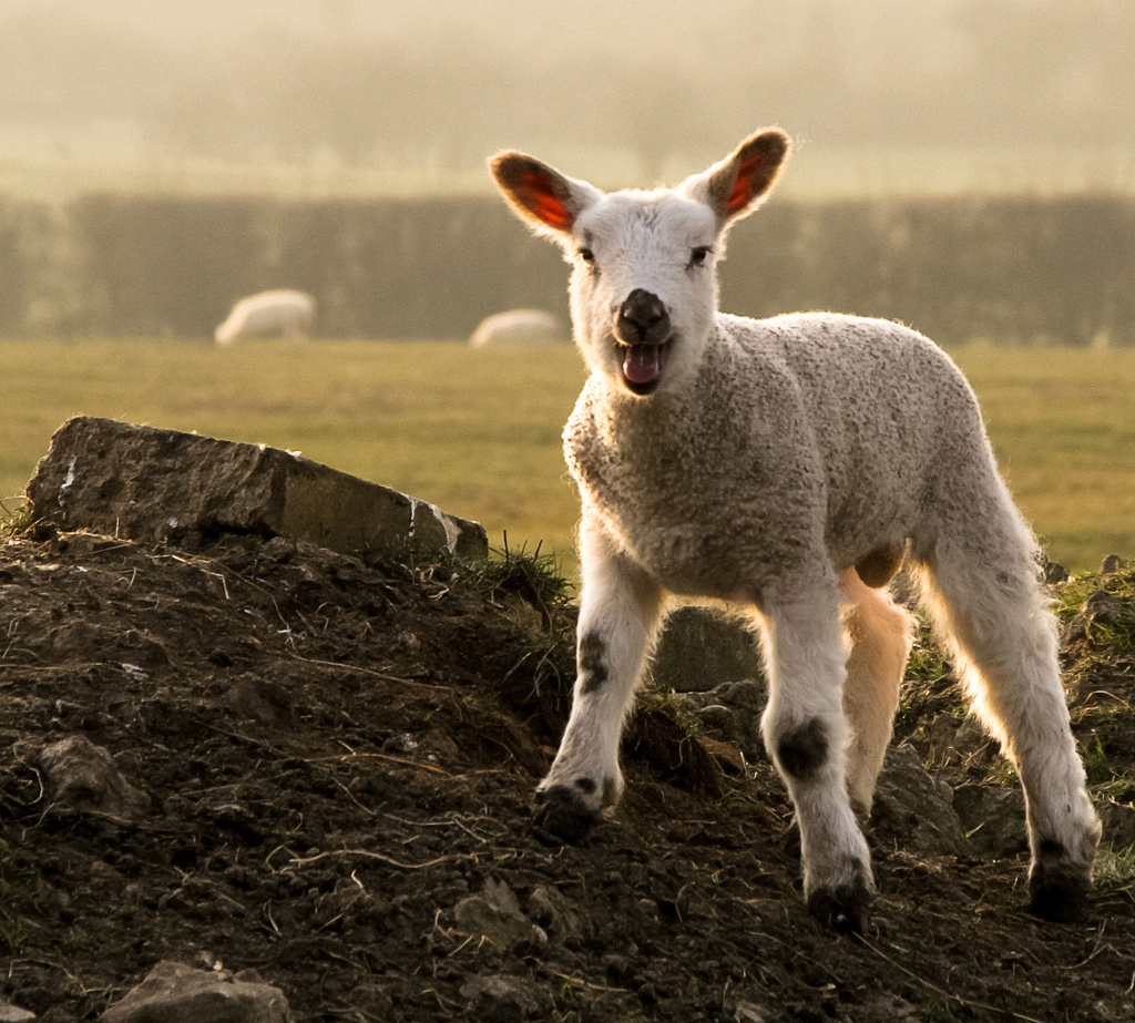 easter lamb by jantan