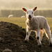 easter lamb by jantan
