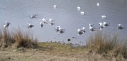 1st Apr 2013 - Gulls on the Lake