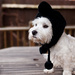 1st April - Latest designer head gear for dogs by pamknowler
