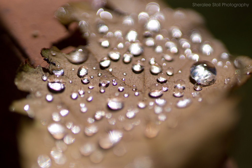 Dew drops and ant by bella_ss