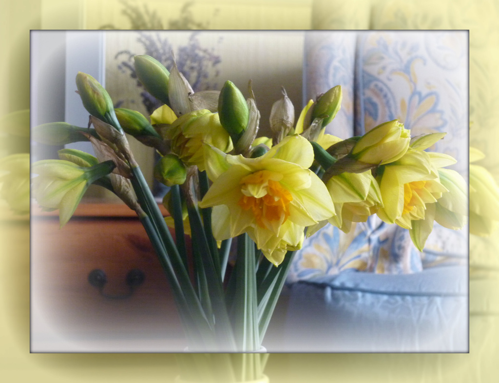 some new daffodils by sarah19