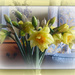 some new daffodils by sarah19