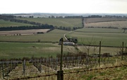 1st Apr 2013 - Little West End Farm Vineyard on Old Winchester Hill 