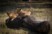 1st Apr 2013 - Lion Cubs