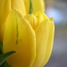 Easter tulips by nicoleterheide